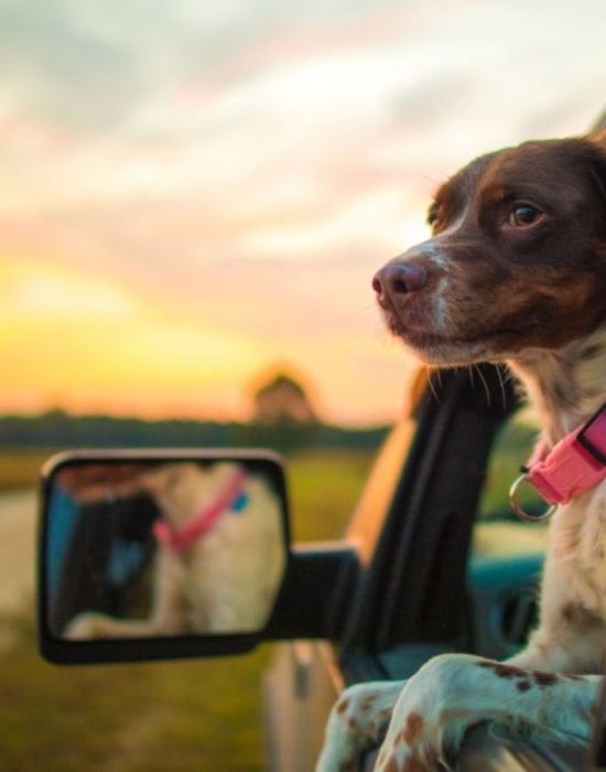 dog-window-truck-drive